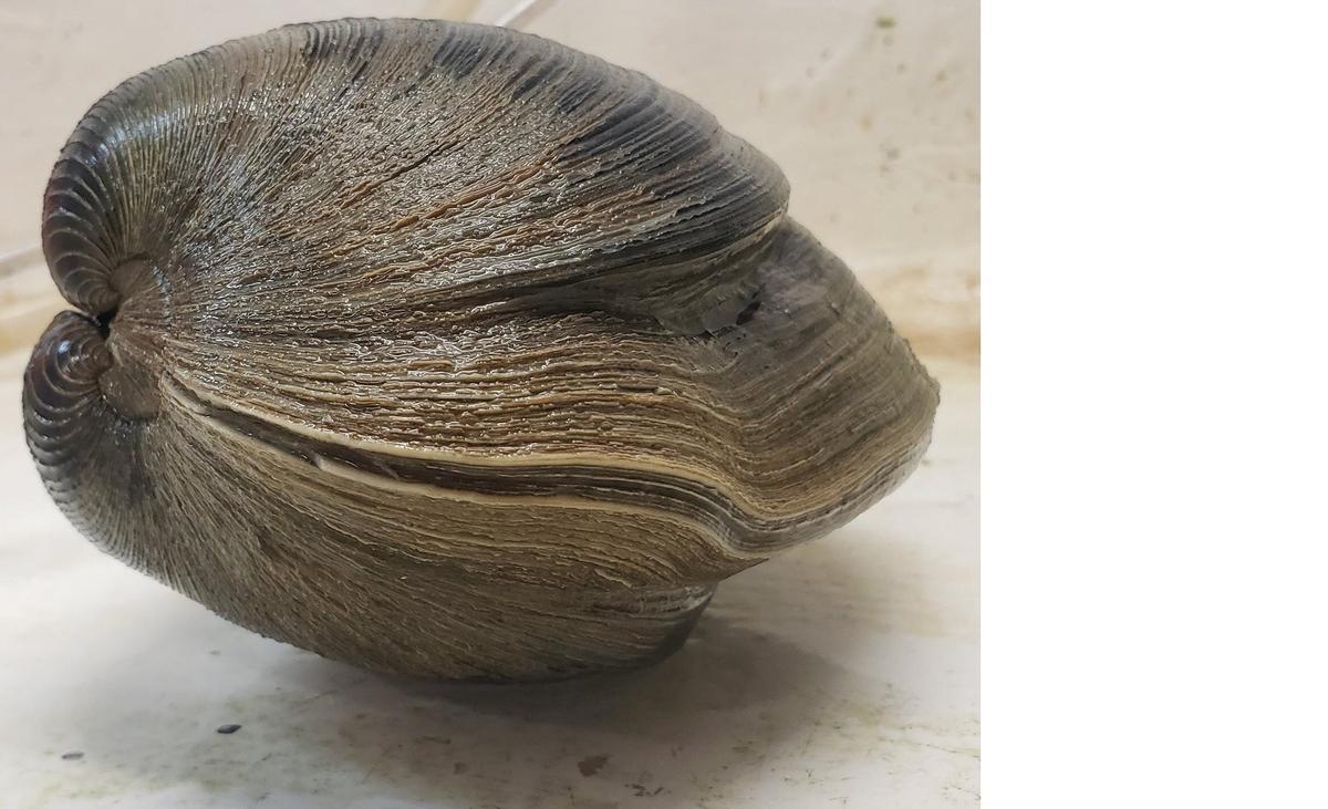Almeja gigante hallada en Floride jours passés