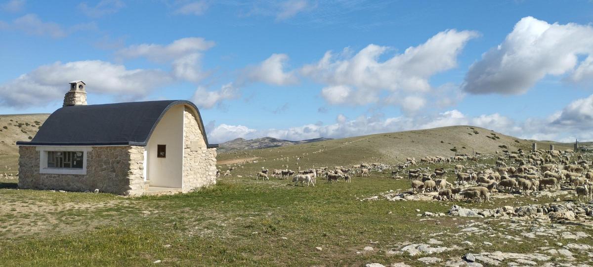 Rebaño trashumante à los Campos de Hernán Perea (Jaén).