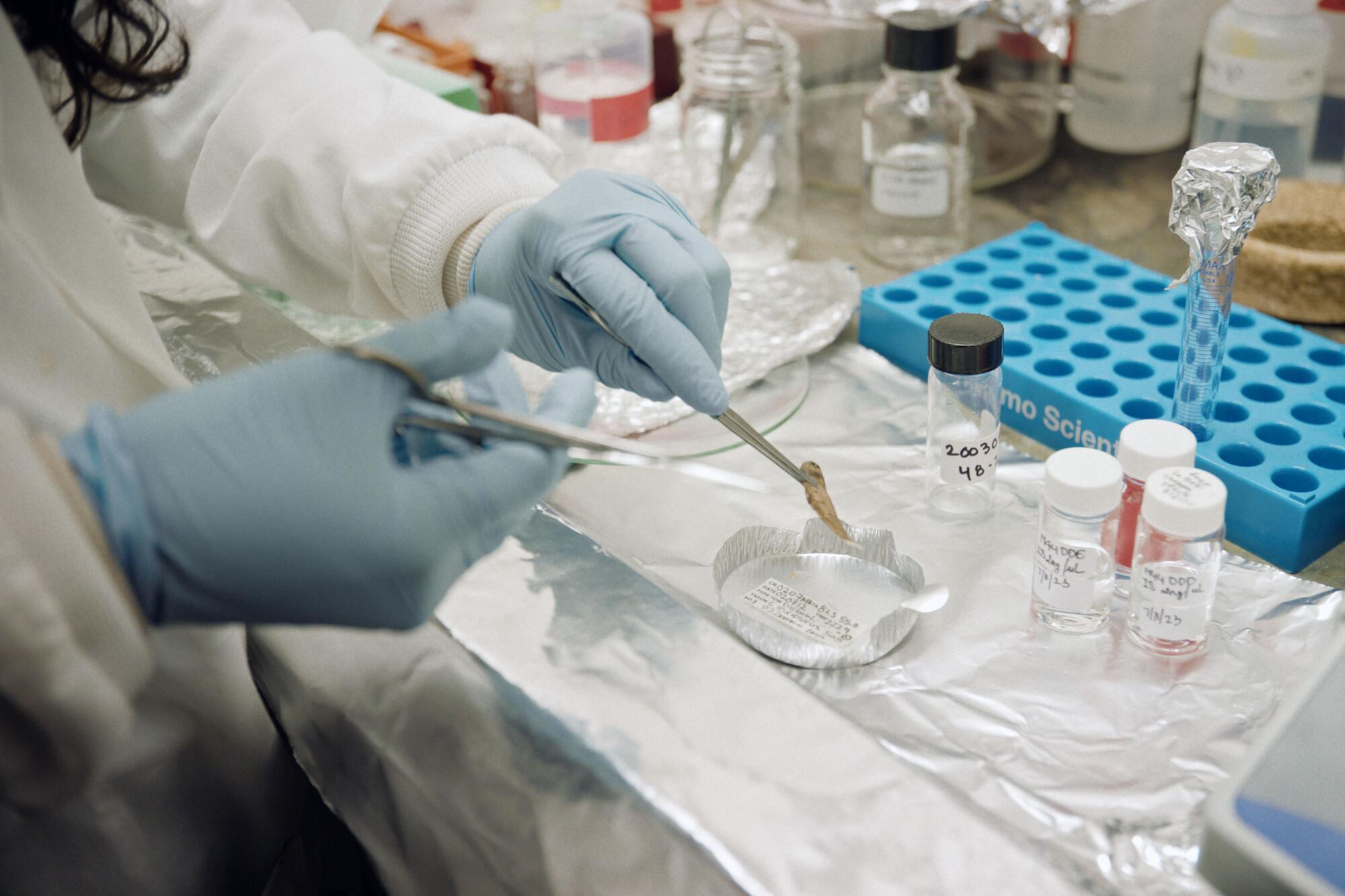 Un scientifique aux gants bleus prépare un petit poisson pour analyse.