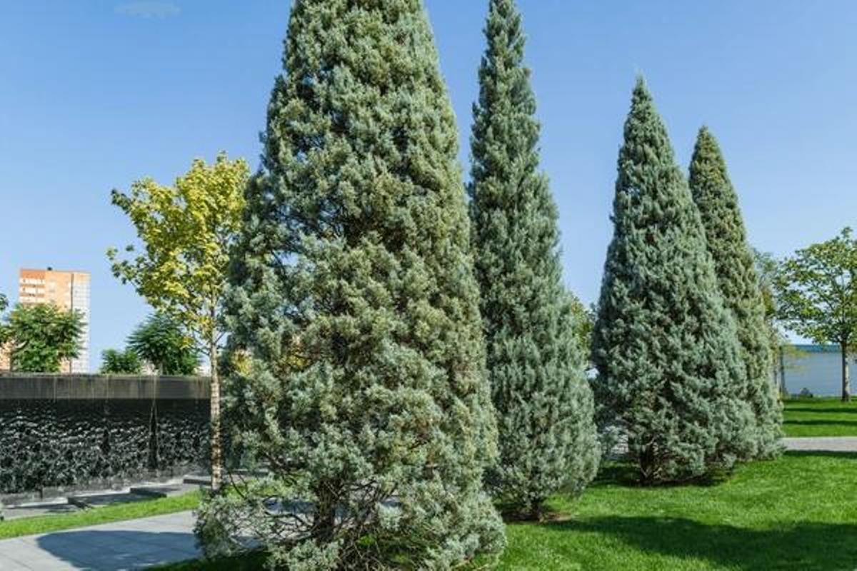 L'Arizona est considérée comme une espèce « envahissante » ; dans certaines zones, comme Hawaï, mais en Espagne, il n'est pas catalogué de cette forme.