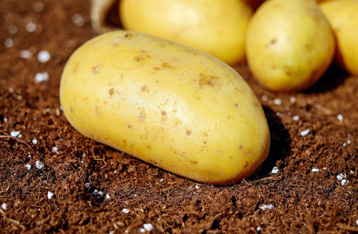 Patates nouvelles.
