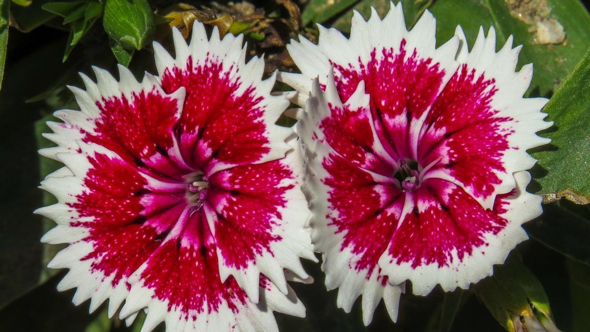Clavelina ou clavel du poète