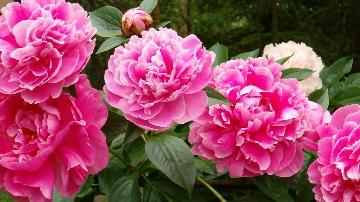 Pivoines