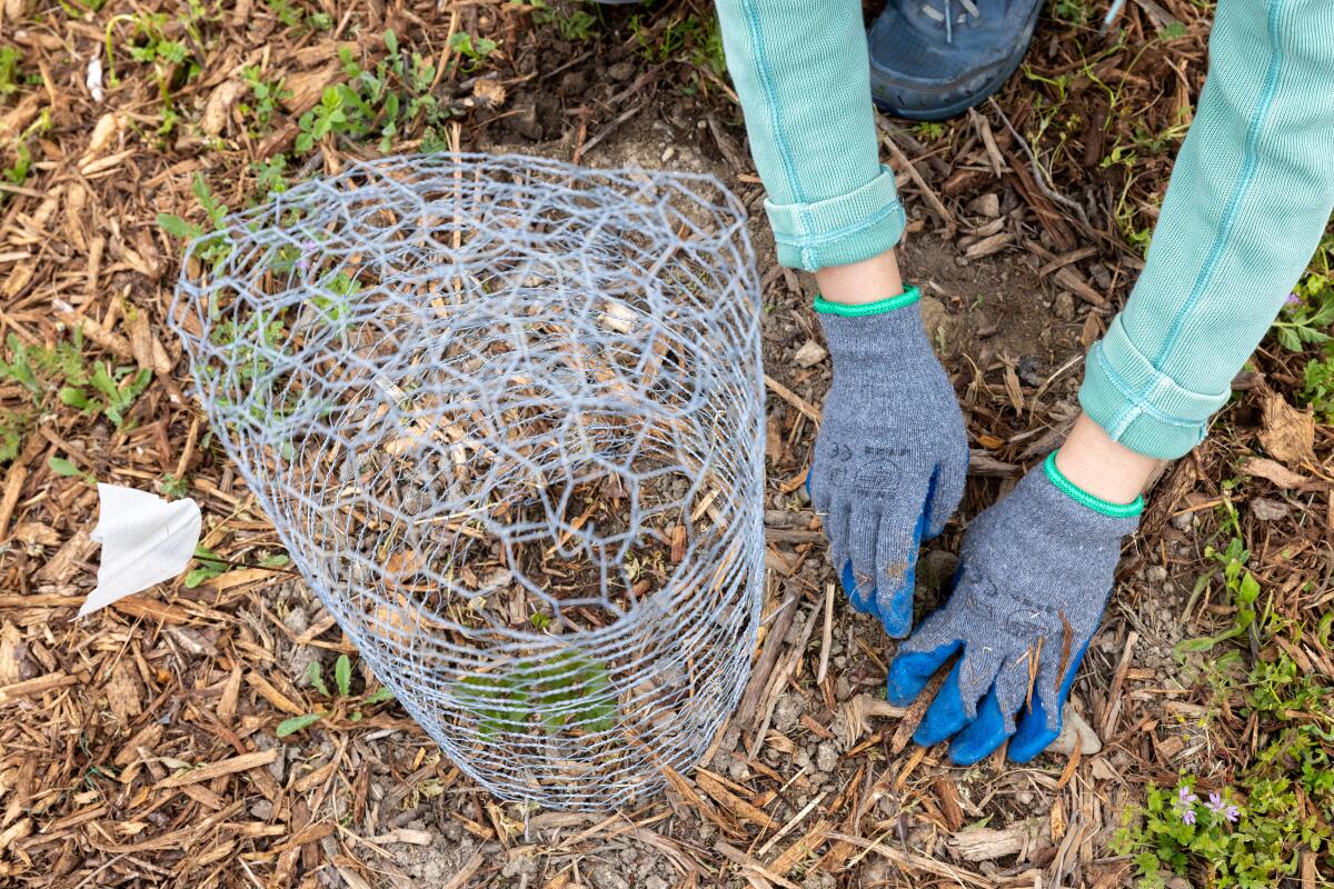 Des mains gantées travaillent dans du paillis avec un treillis métallique à proximité 
