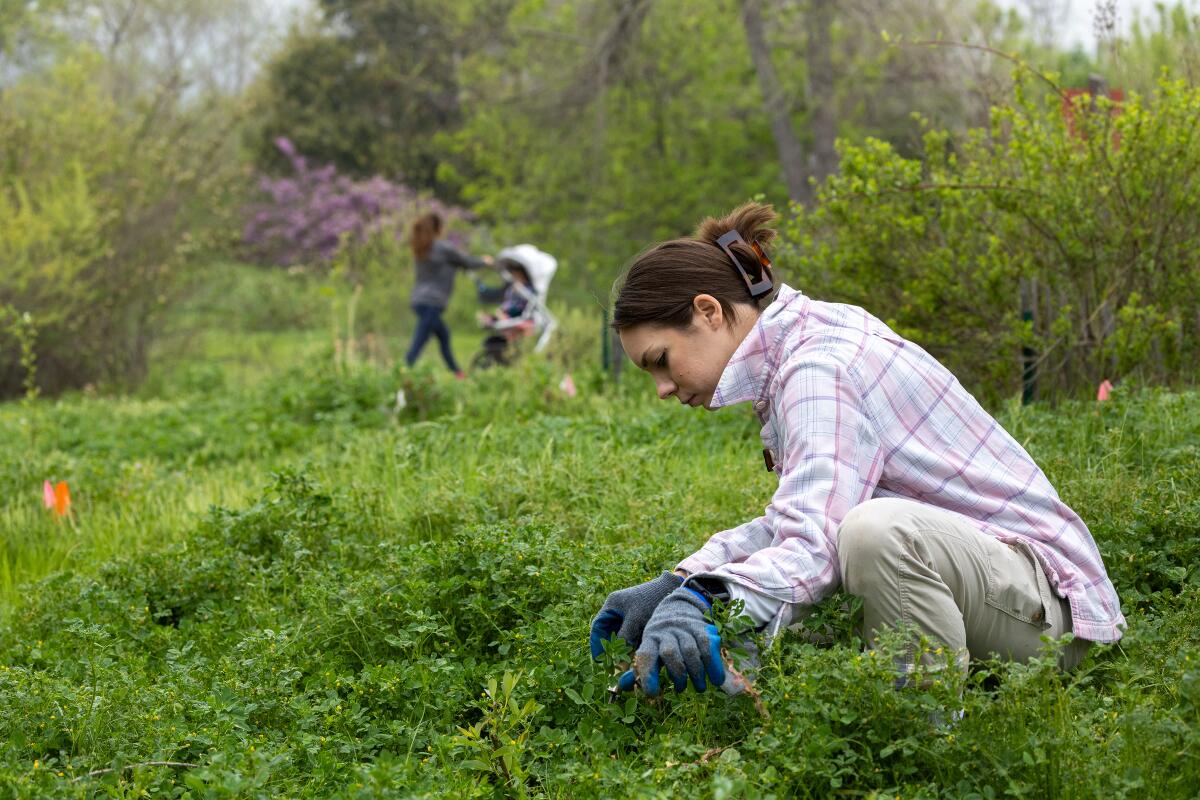 Une femme vêtue d'une chemise rose et blanche portant des gants s'accroupit au milieu de la verdure