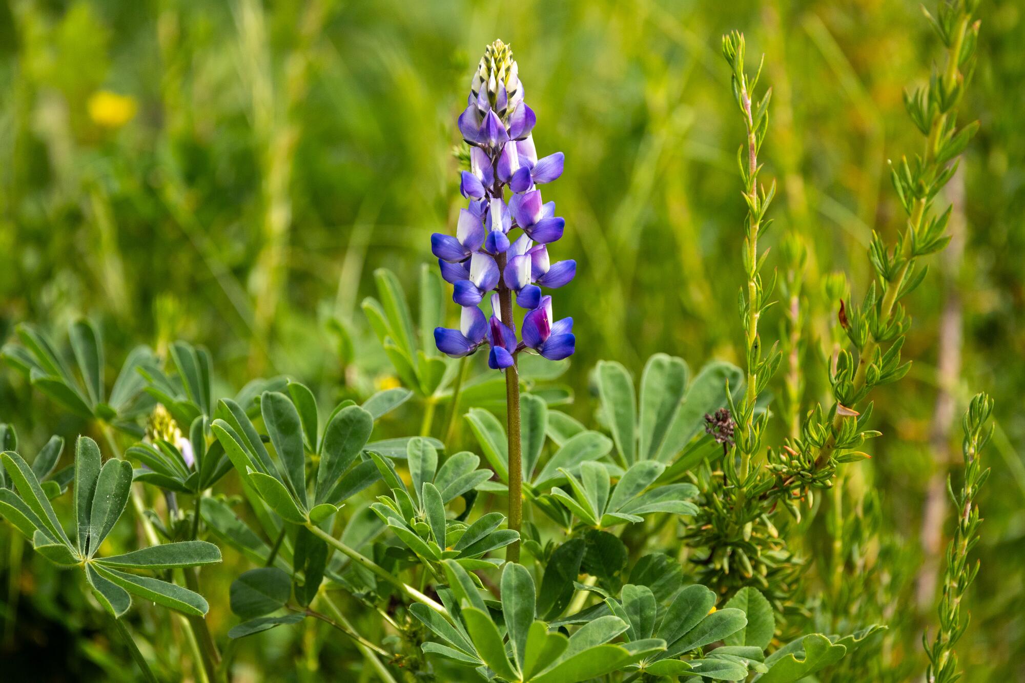 Un lupin arroyo violet fleurit au parc national Rio de Los Angeles.