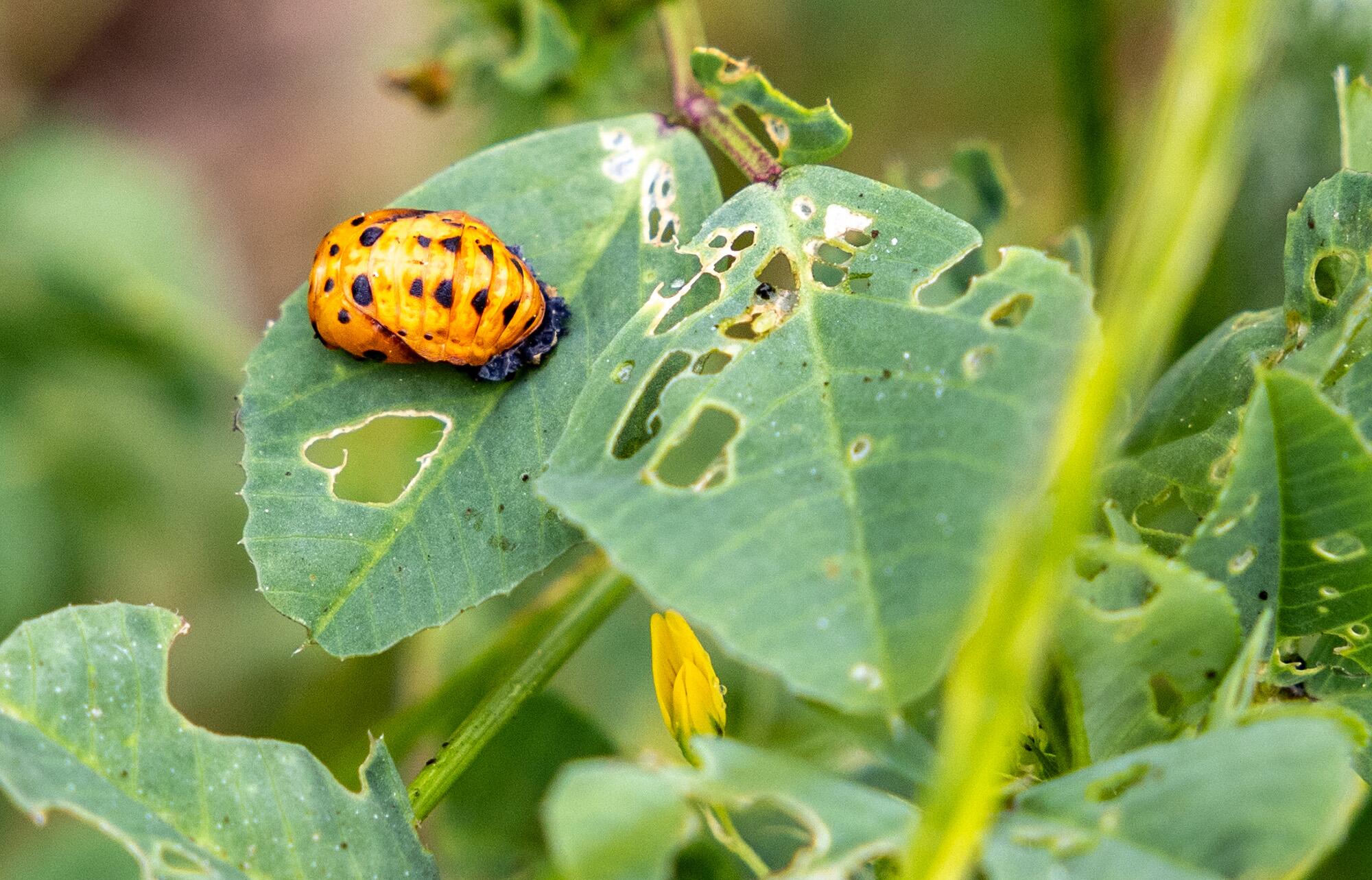 Nymphe de coccinelle sur feuille verte avec des trous rongés