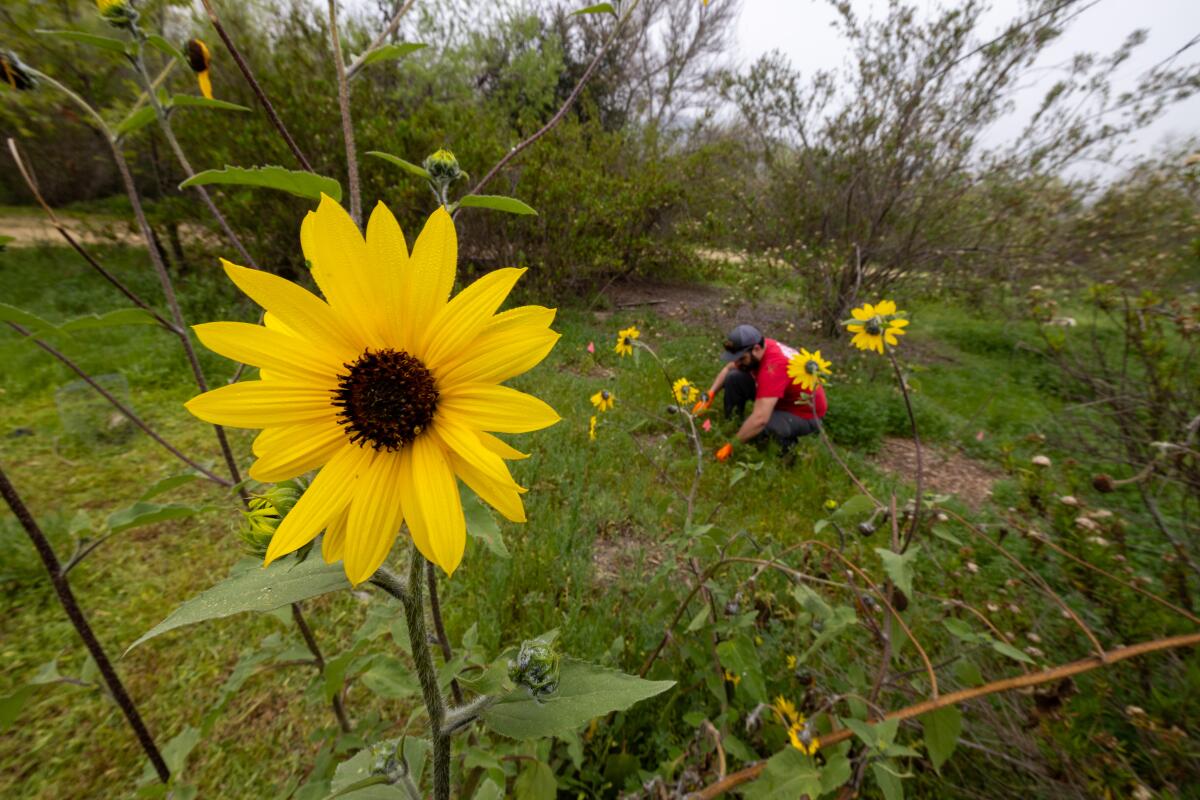 Les tournesols sont en fleurs alors qu'un homme s'accroupit pour arracher les mauvaises herbes