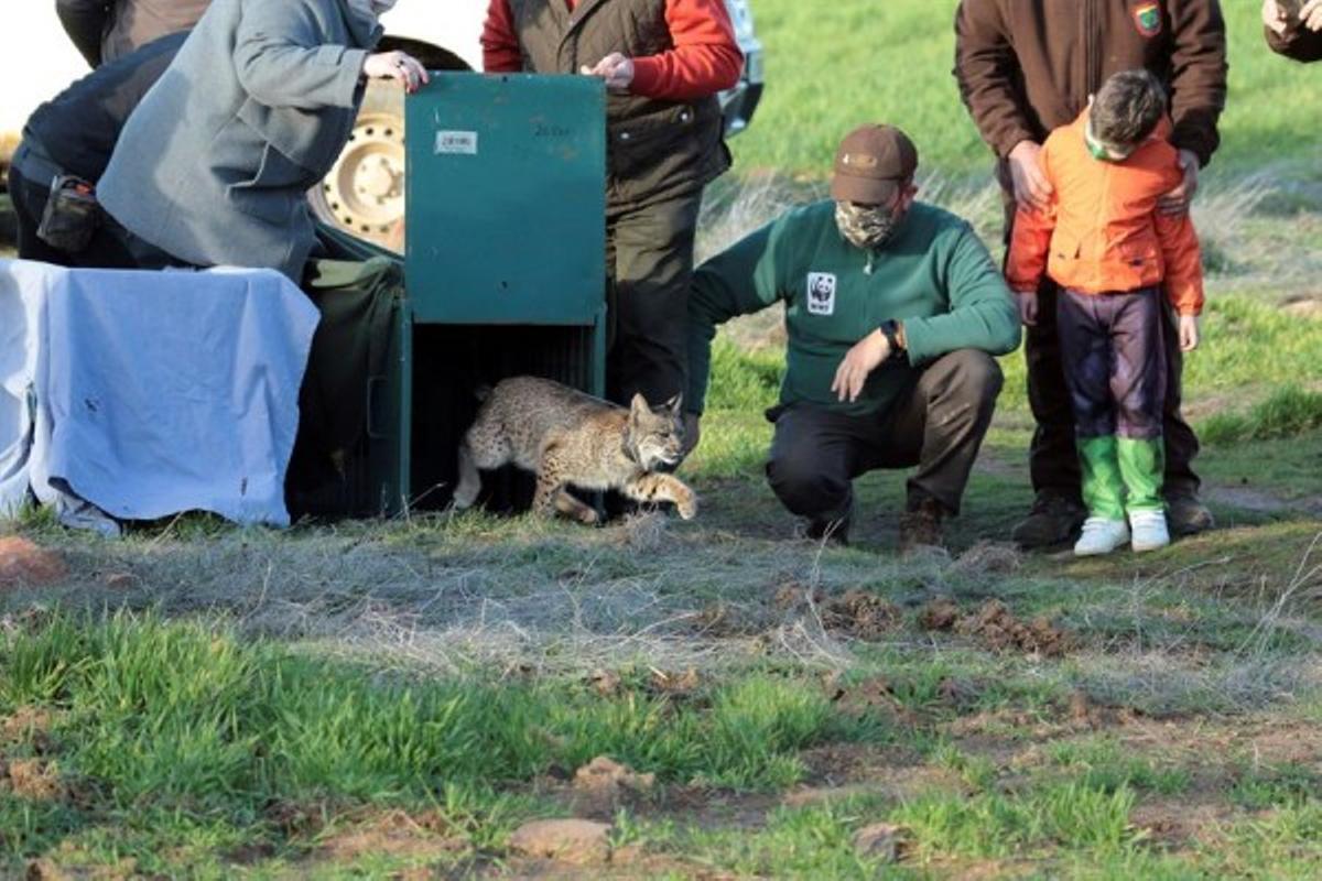 Libération d'un lince ibérico