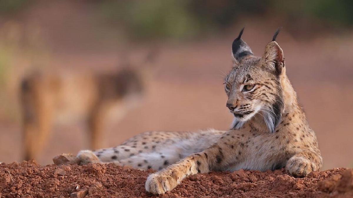 El lince ibérico supera la barrera de los 2.000 ejemplares