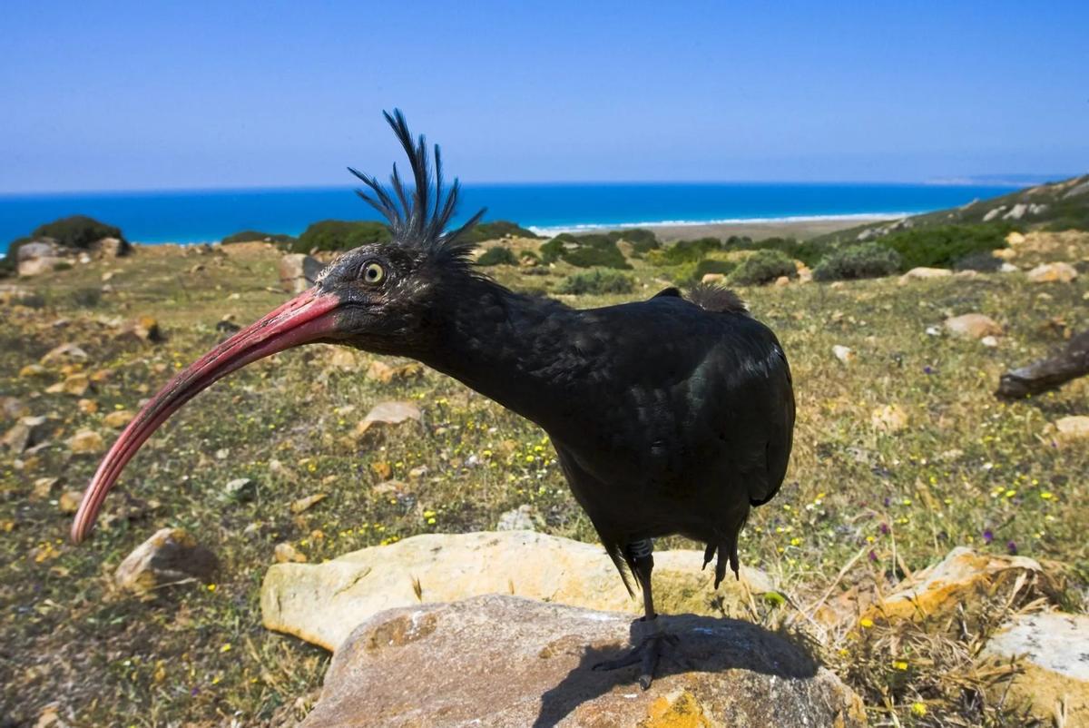 Un exemple d'Ibis eremita dans la sierra del Retín (Cadix).
