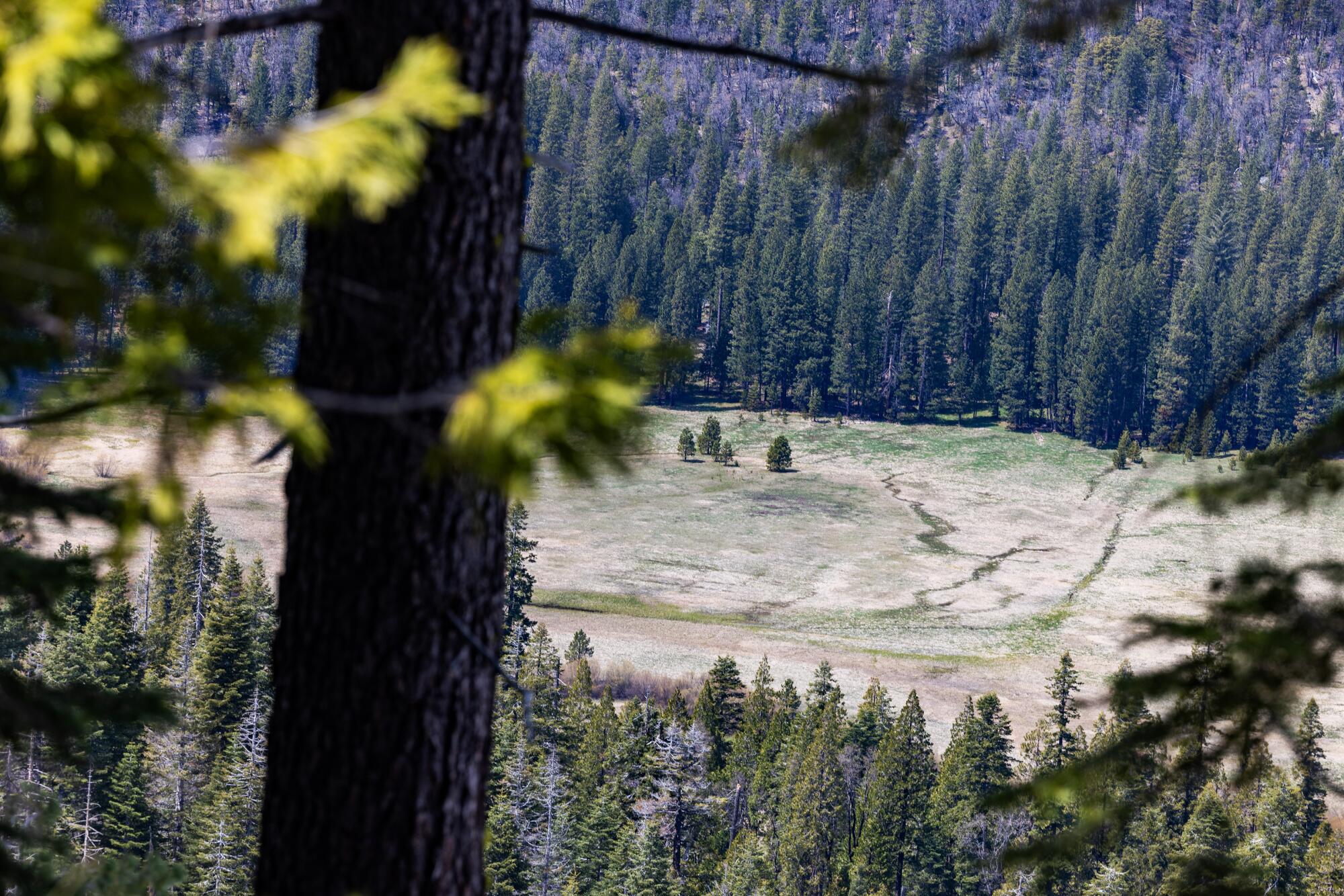 Vue sur une colline d'une clairière dans une forêt.