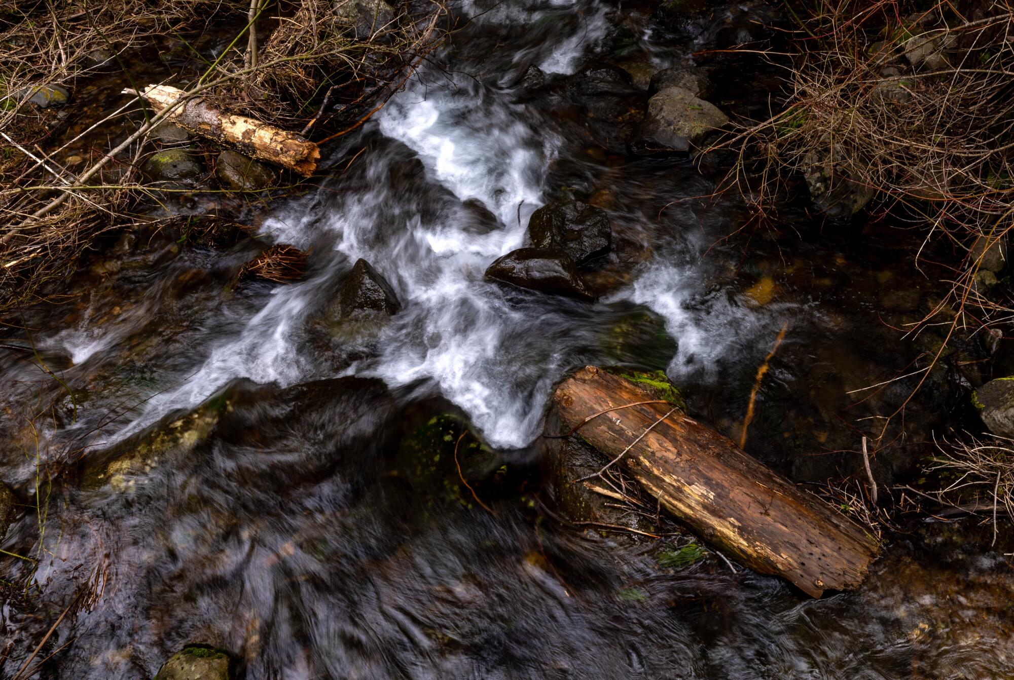 Les eaux du ruisseau bouillonnent sur un arbre tombé. 