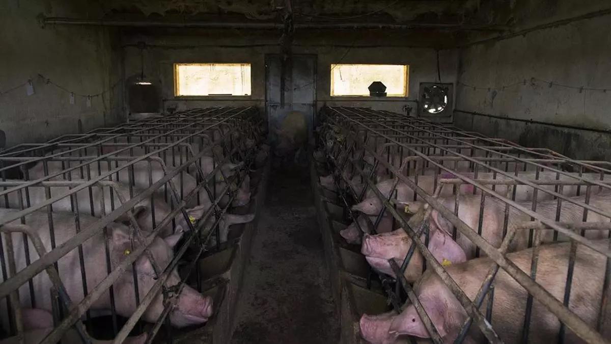 Cerdos enjaulados dans une macrogranja.