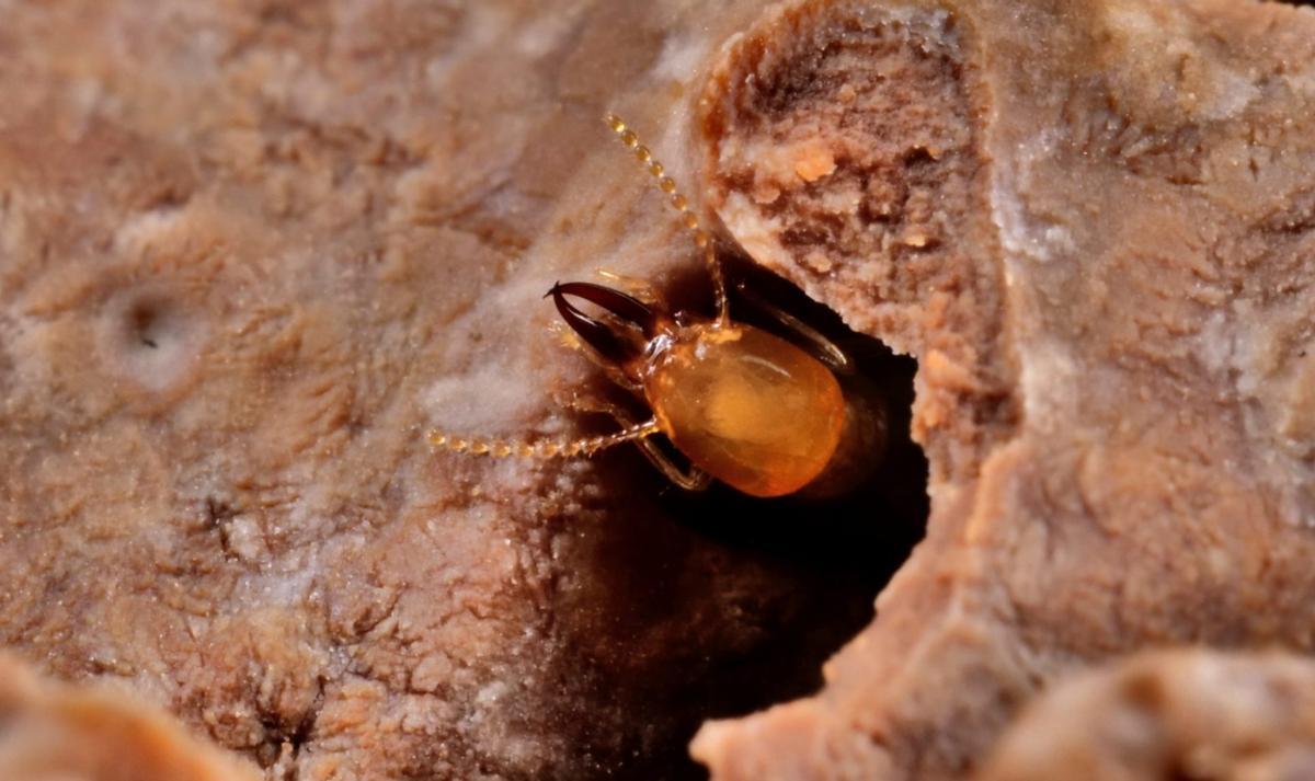 Termita soldado subterránea asiática alimentándose de madera.