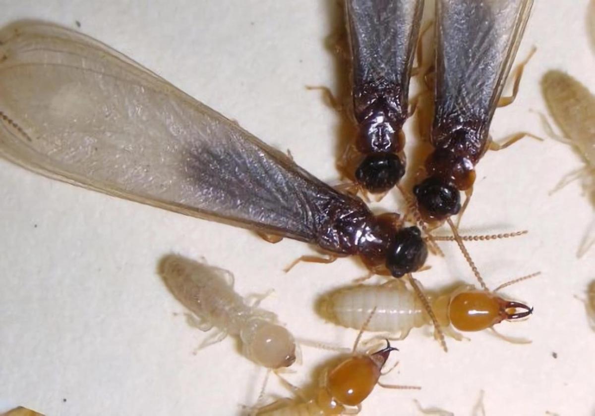 Termitas souterraines asiatiques halladas en Floride (États-Unis).