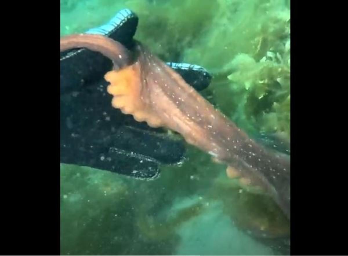 La pulpe cogiendo de la main au buceadora avec une tentaculo
