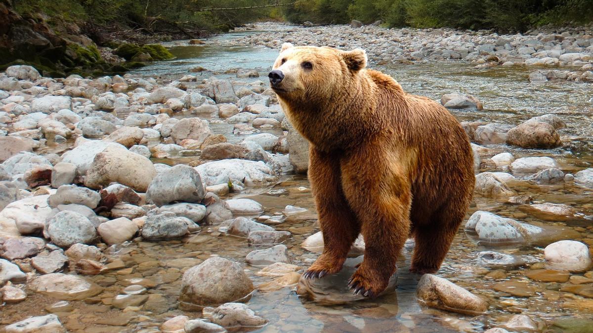 Ejemplar de oso pardo.
