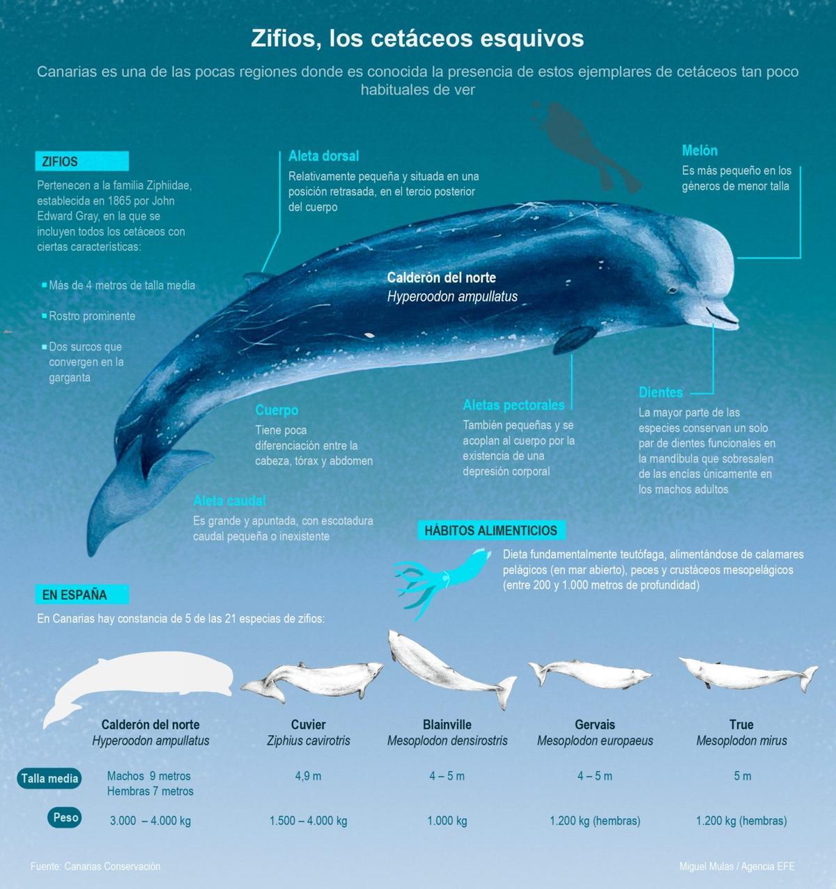 Graphique sur les zifios.