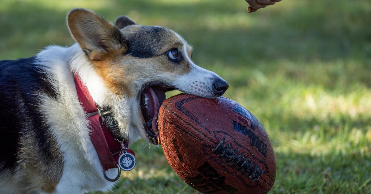 Des microplastiques ont été découverts dans les testicules des humains et des chiens