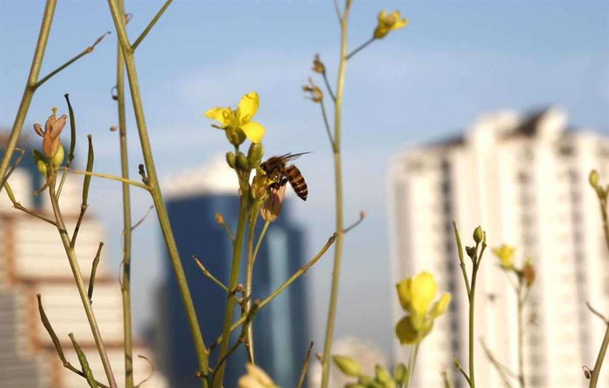 Une personne reconnaît la polenta d'une fleur dans une zone urbaine.