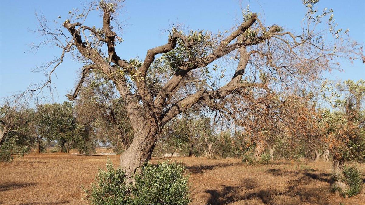 Árbol atacado por la