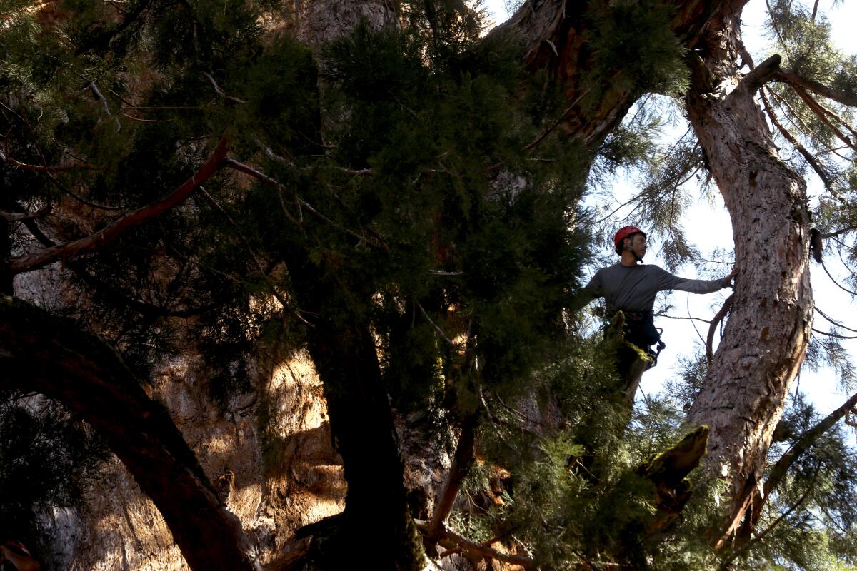 Une personne dans la canopée d’un grand arbre. 