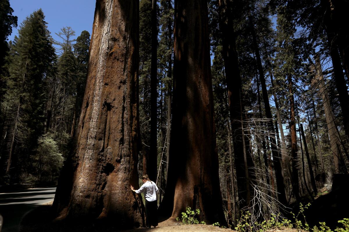 Une personne se tient au pied d’un grand arbre. 