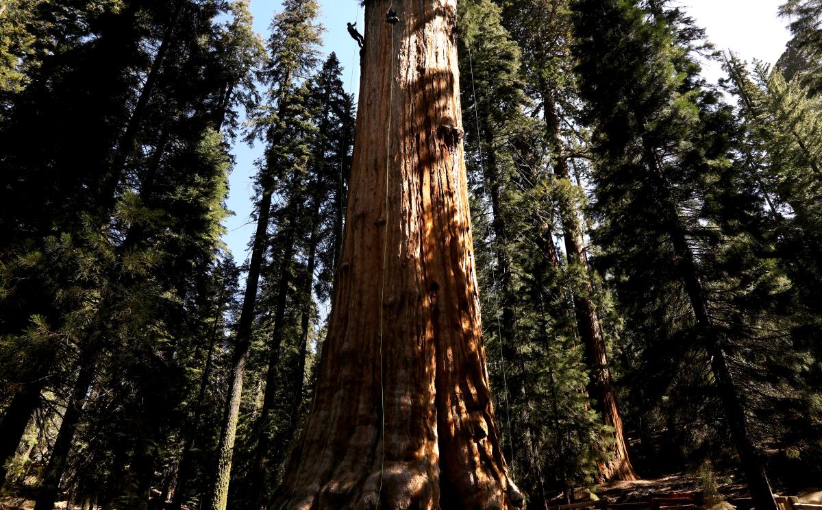 Un arbre énorme. 