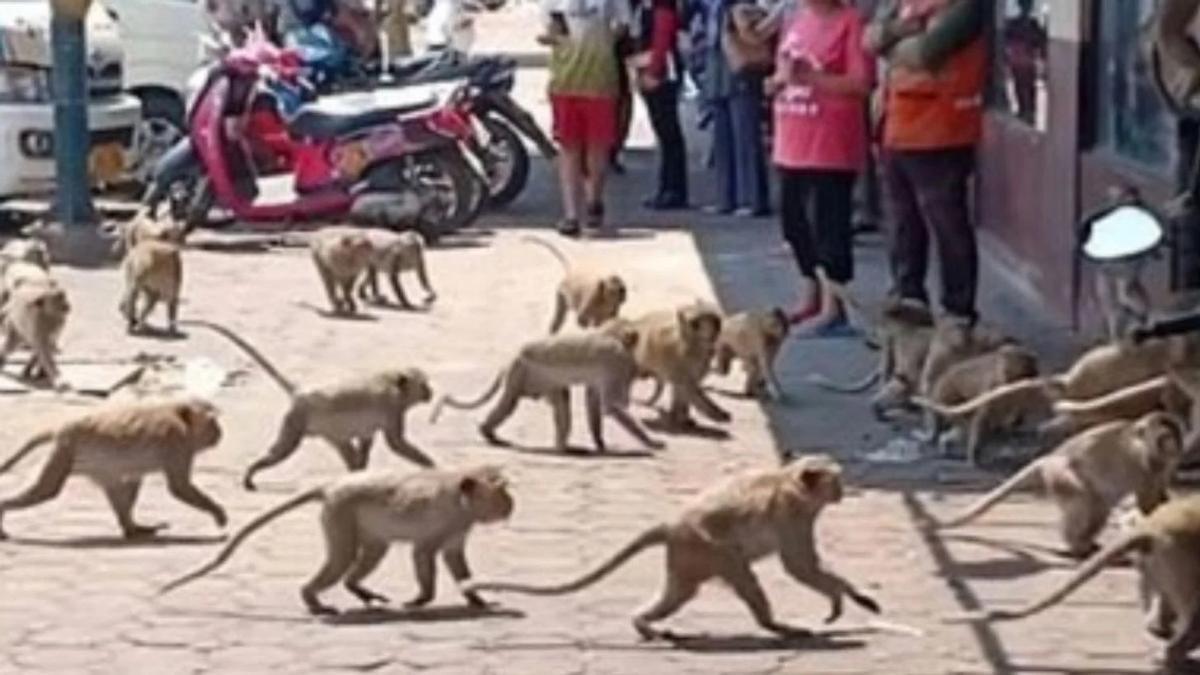 Les monos déambulent dans les rues avec une tranquillité totale