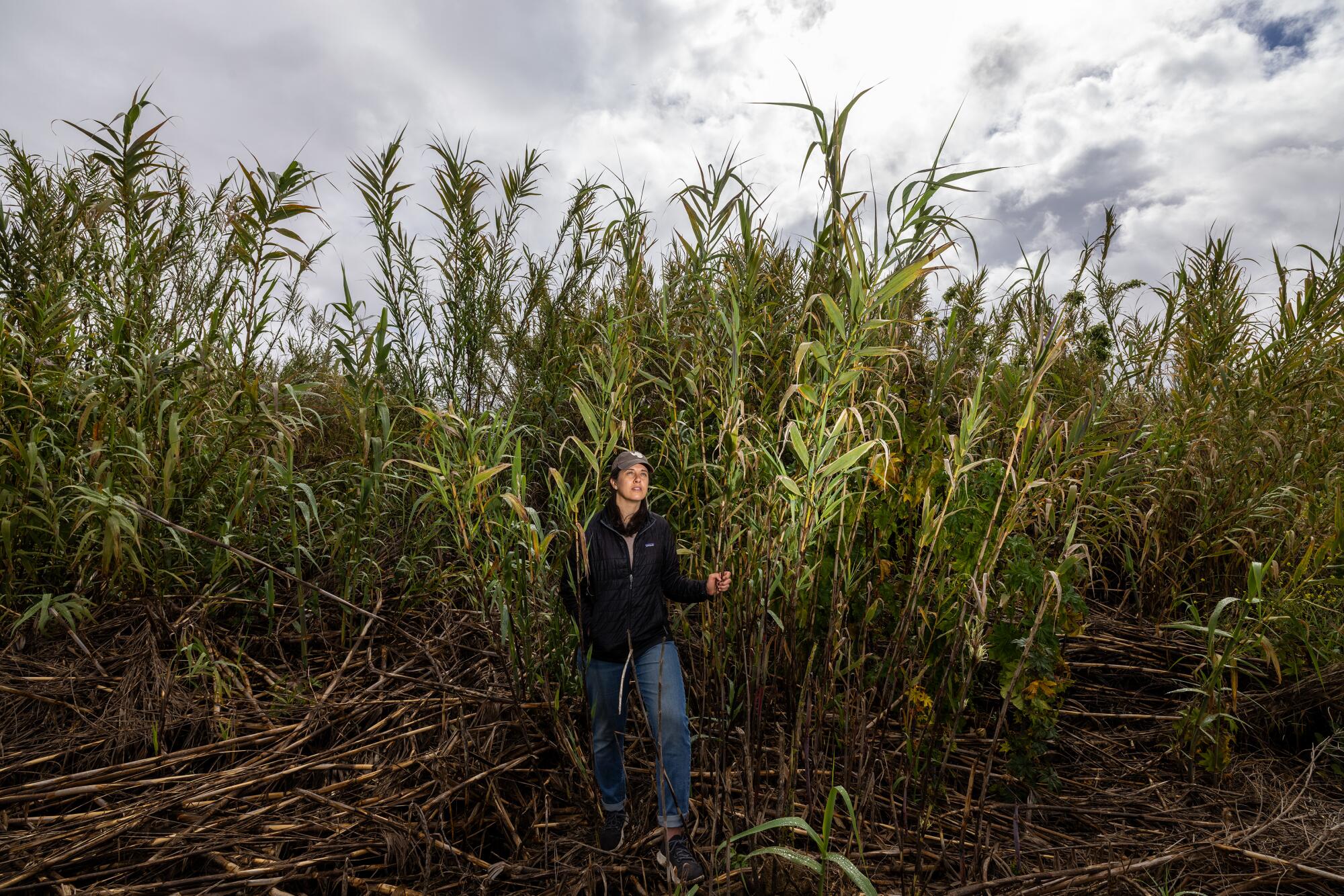 La scientifique Melissa Rohde se tient à côté de grands roseaux. 