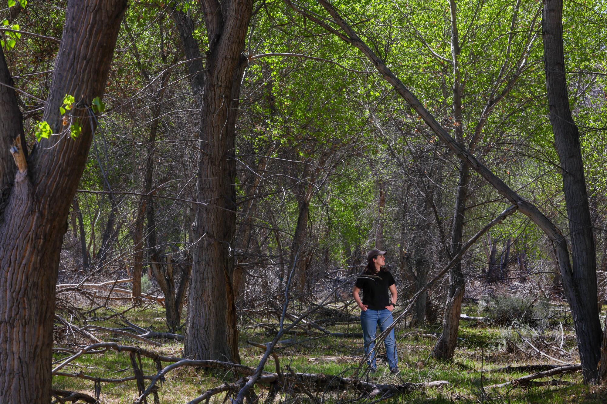 La scientifique Melissa Rohde se trouve dans une forêt riveraine.