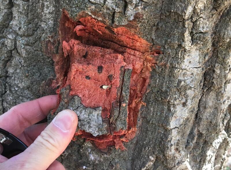 Une section d'écorce montre des traces de larves et une chrysalide
