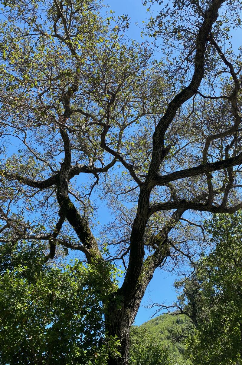 Vue du grand chêne depuis le sol, les feuilles sont fines dans les branches supérieures