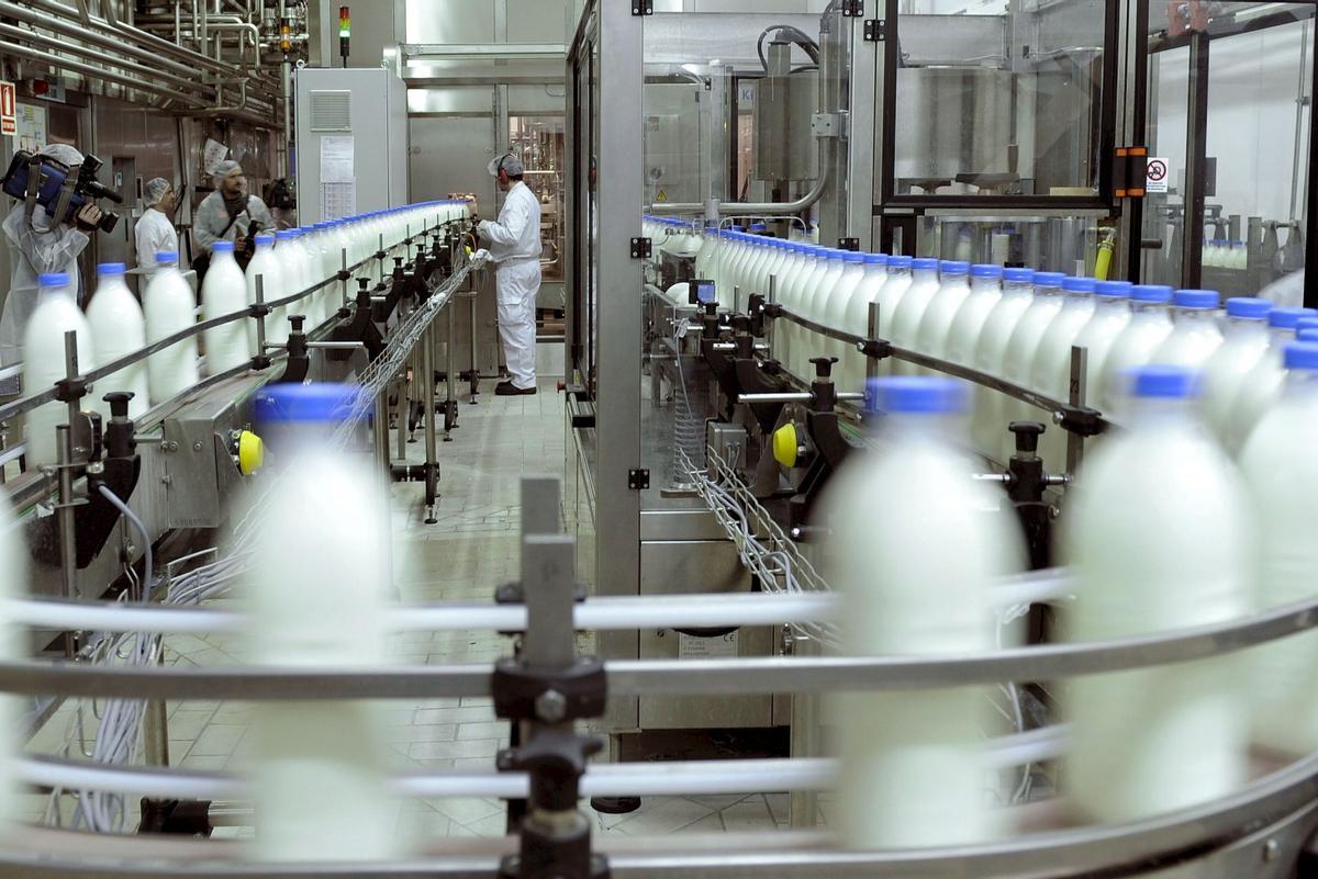 Plante envasée de lait en Espagne.