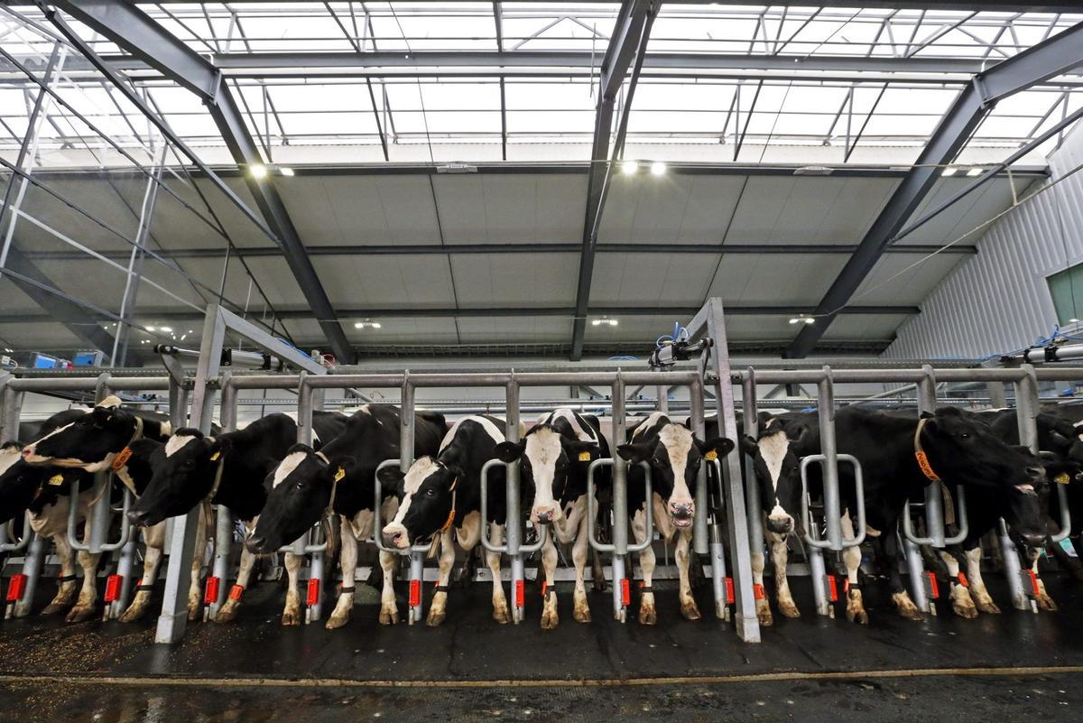 Vacas lecheras estabuladas en una granja.