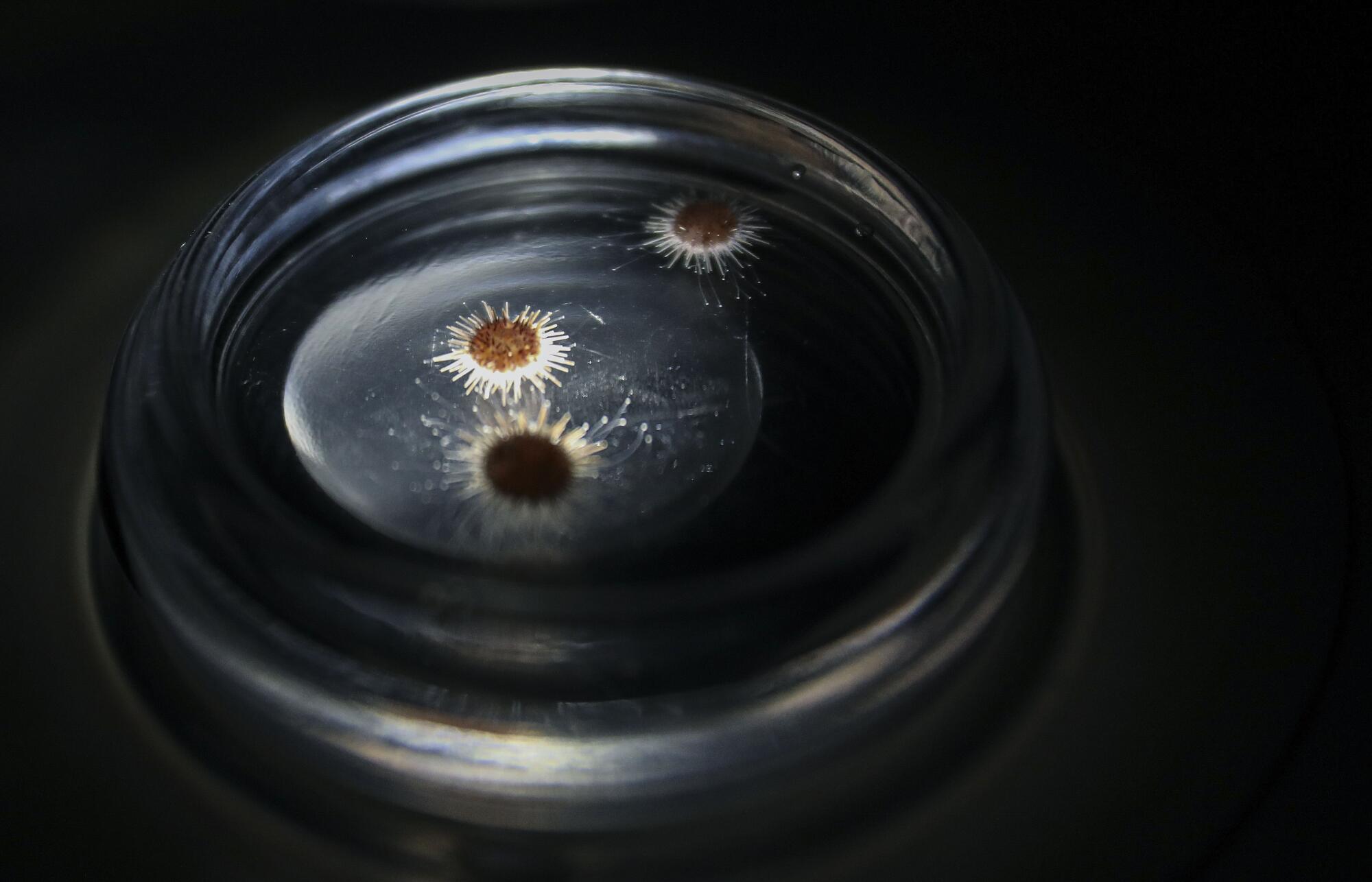 Oursins dans une coupelle de microscope