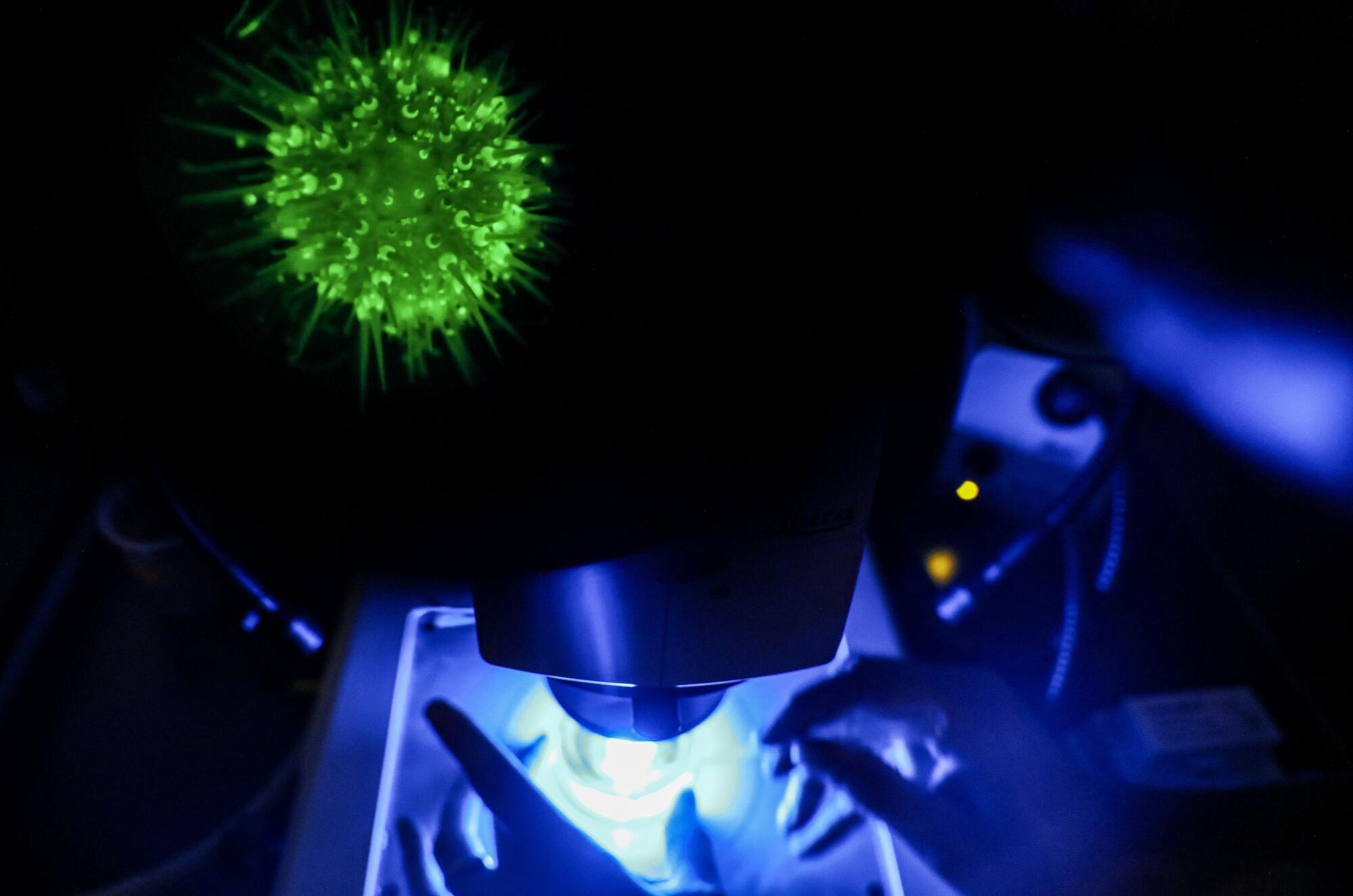 Un oursin fluorescent transgénique brille en vert à travers un microscope