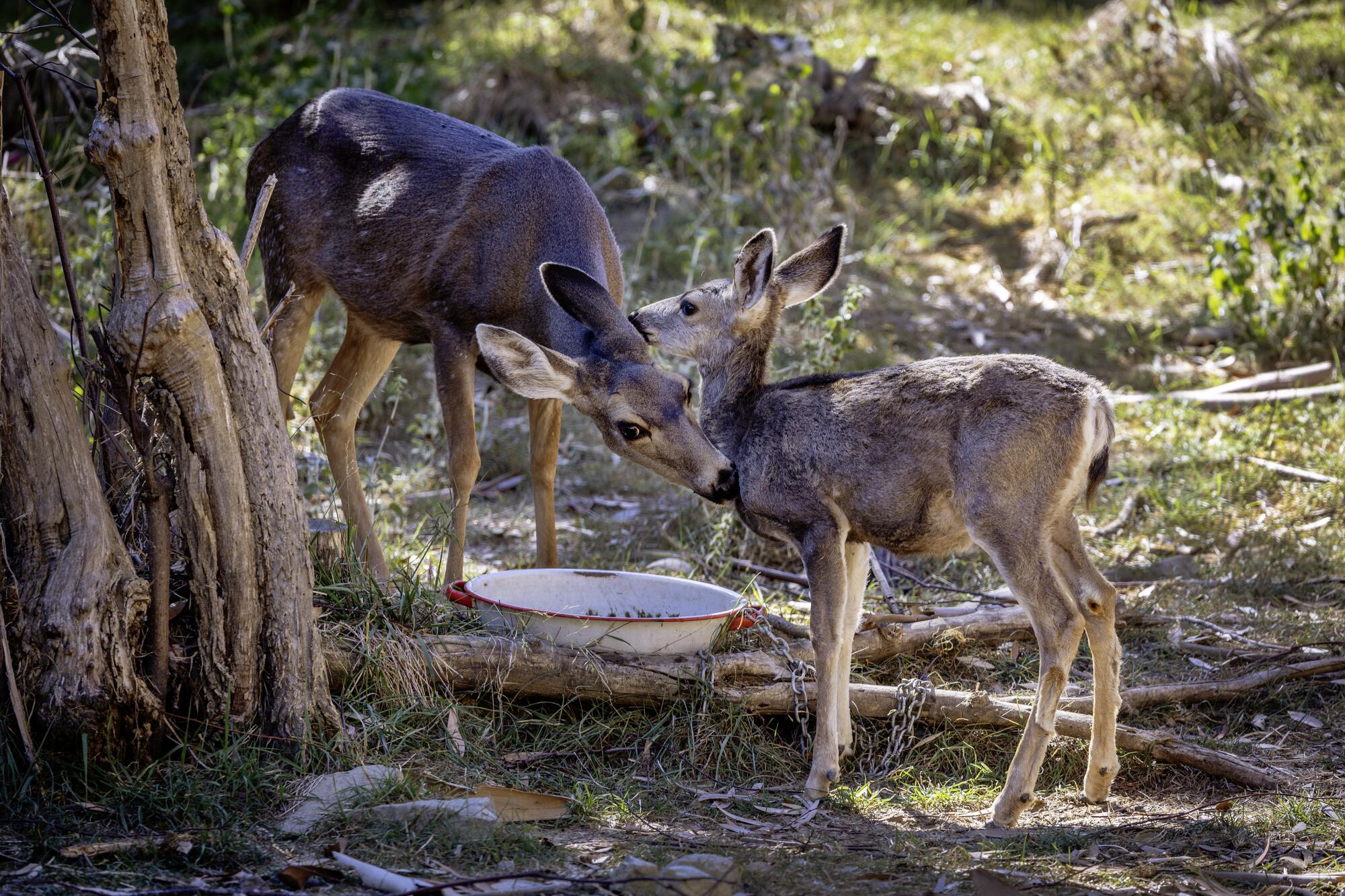   Une biche cerf mulet lèche son faon sur l'île Catalina.