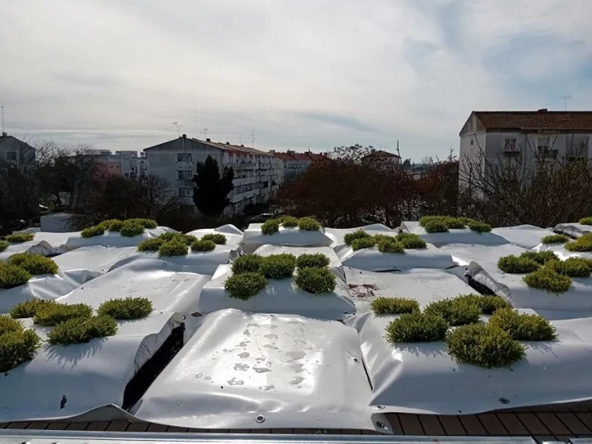 Plantes dans le salon du collège