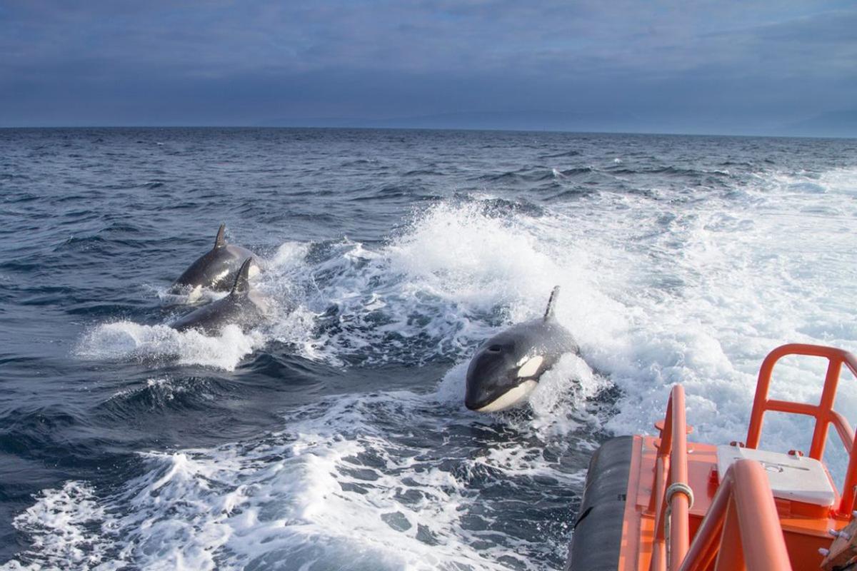 Orques avec un embarquement du Salvamento Marítimo
