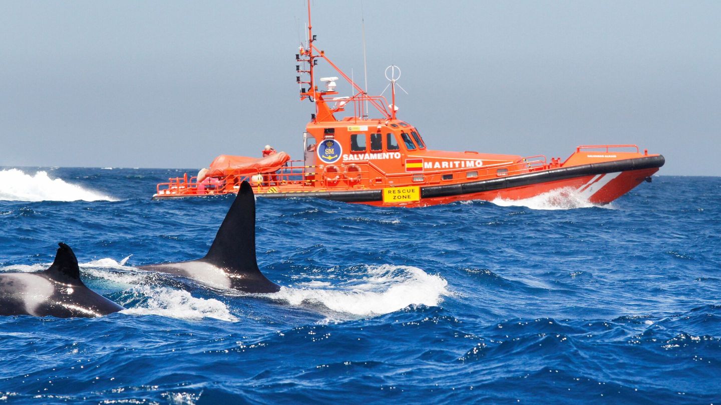 Groupe d'orques à côté d'un navire de sauvetage maritime dans le détroit (Maritime Rescue) 
