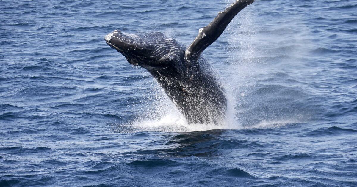 À quoi ressemblait l’océan avant les humains ?