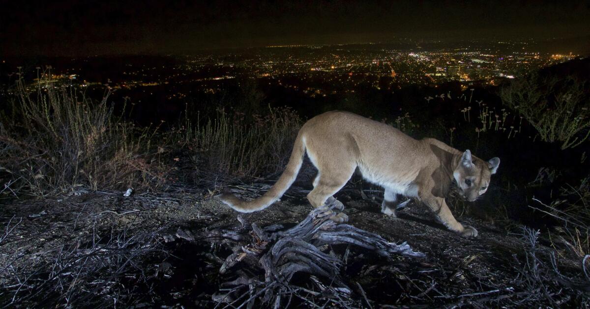 Ce que révèle une étude naturaliste de la faune de Los Angeles