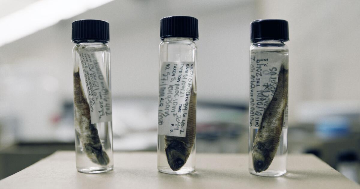 Concernant les niveaux de DDT trouvés dans les poissons des grands fonds au large de Los Angeles