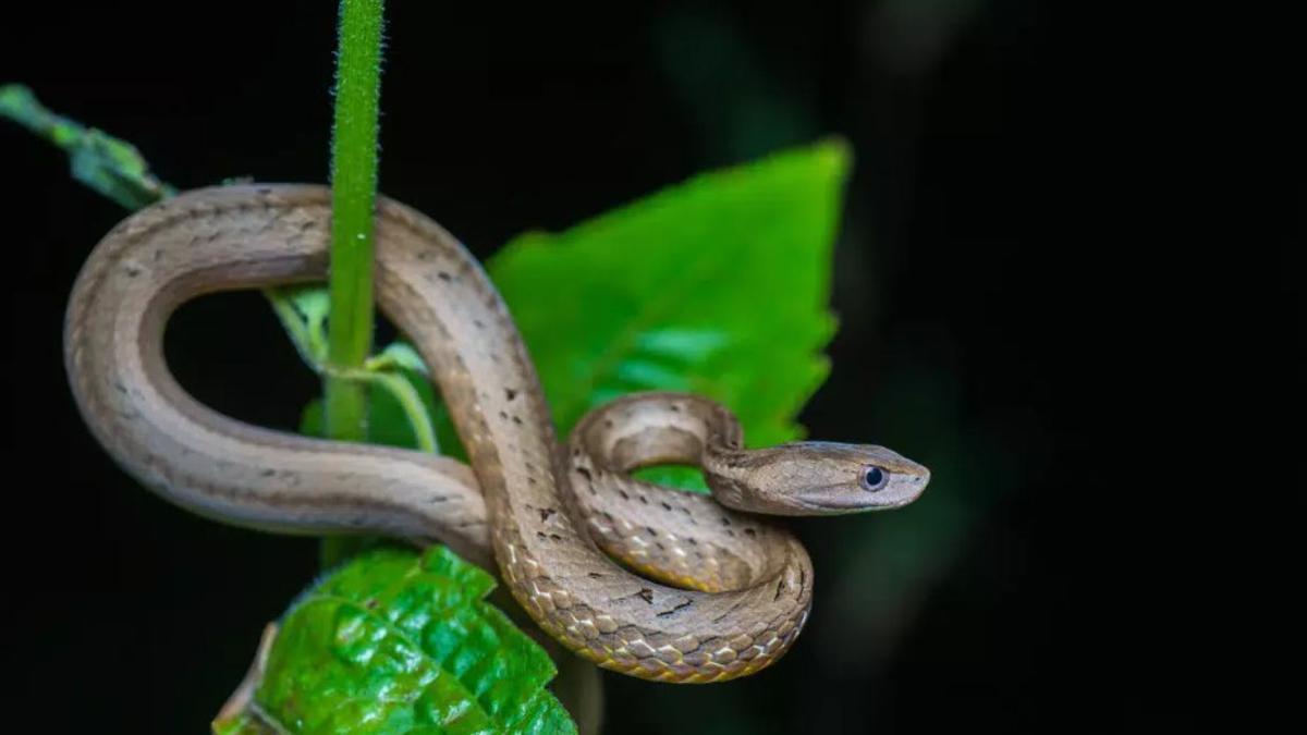 Psammodynastes pulverulentus