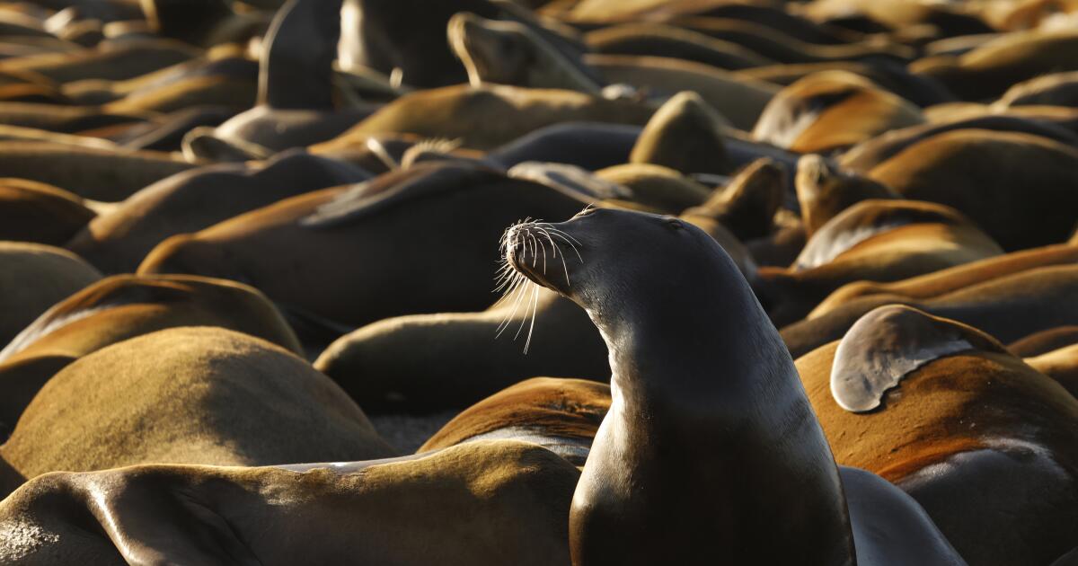 Des bébés lions de mer morts le long des îles côtières de Californie alarment les chercheurs