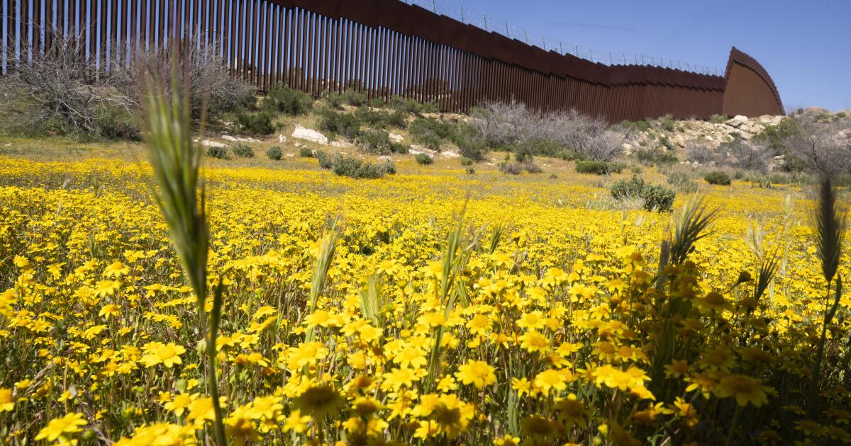 Des botanistes documentent un écosystème divisé par le mur frontalier américano-mexicain