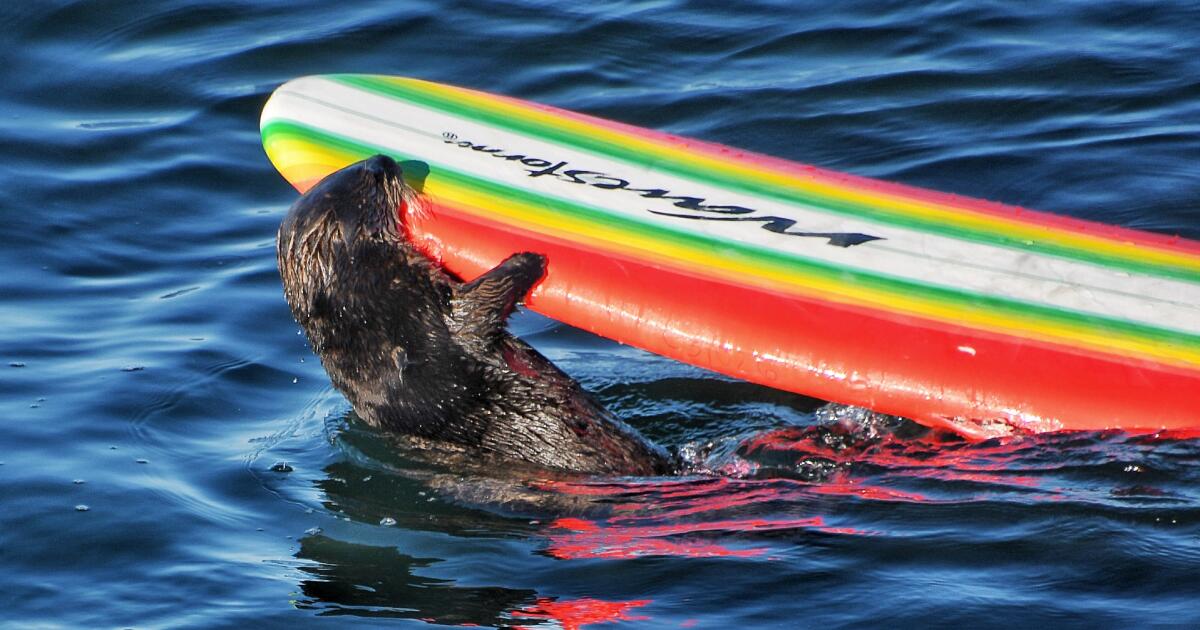 La loutre de mer voleuse de planches de surf de Californie revient sur la côte de Santa Cruz
