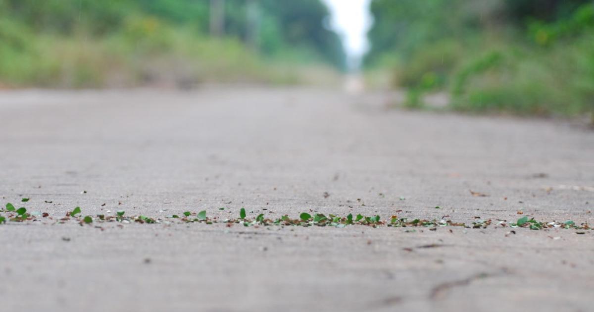 La route de l'Amazonie vers la déforestation